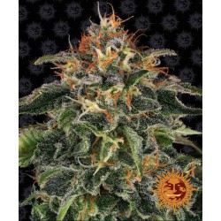 Moby Dick 3 Fem