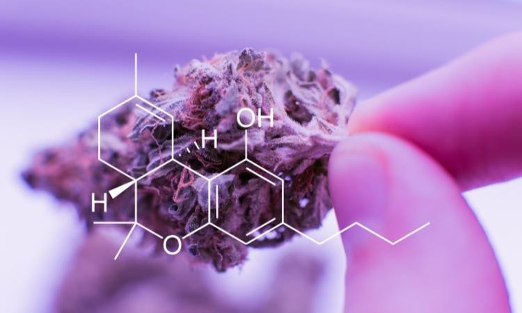 ¿qué Es El Thc Tetrahidrocannabinol El Cannabinoide Más Conocidoemk 3750